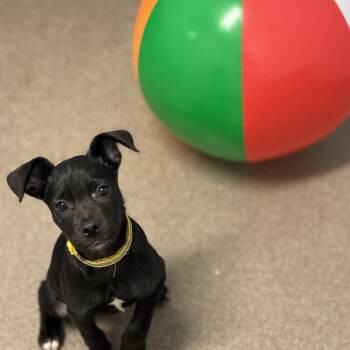 Highway -  Pit Bull Terrier and Labrador Retriever Dog for Adoption in South Elgin, Illinois - Highway | PetCurious