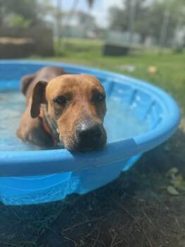 Rescue Mixed Breed Dogs for Adoption in Kempner, Texas - Honey | PetCurious