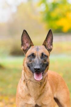 Rescue Belgian Shepherd Malinois Dogs for Adoption in Trenton, New Jersey - Bella | PetCurious