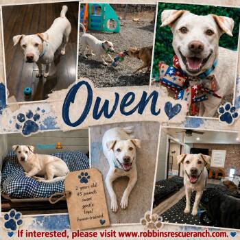 Labrador Retriever and Terrier Dogs Available for Adoption in Brenham, Texas - Owen | PetCurious