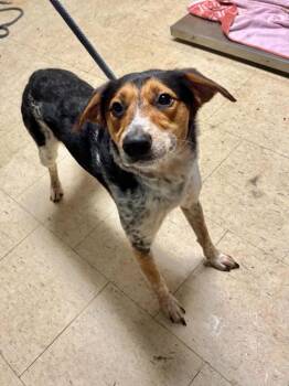 Hound and Mixed Breed Dogs Available for Adoption in Chillicothe, Ohio - College Mascot | PetCurious
