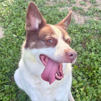 Mochie -  Australian Shepherd and Mixed Breed Dog for Adoption in Pekin, Illinois - Mochie | PetCurious
