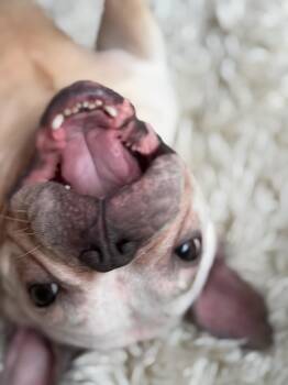 Snow -  French Bulldog Dog for Adoption in North Miami Beach, Florida - Snow | PetCurious