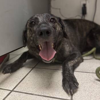 Stormy -  Mixed Breed Dog for Adoption in Charleston, West Virginia - Stormy | PetCurious