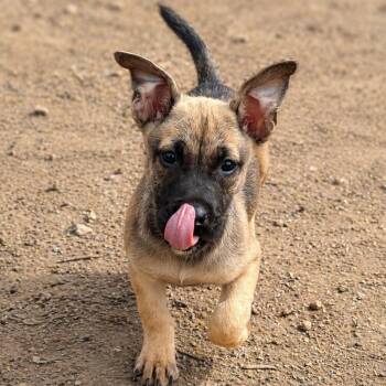 German Shepherd Dog and Corgi Dogs Available for Adoption in Carmel Hamlet, New York - Posie | PetCurious