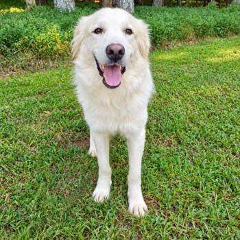 Saint Linguini -  Great Pyrenees Dog for Adoption in Roswell, Georgia - Saint Linguini | PetCurious