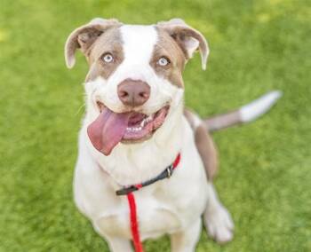 Labrador Retriever and Mixed Breed Dogs Available for Adoption in San Jose, California - VINNY | PetCurious