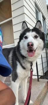Bruce NJ -  Husky Dog for Adoption in Rockaway, New Jersey - Bruce NJ | PetCurious