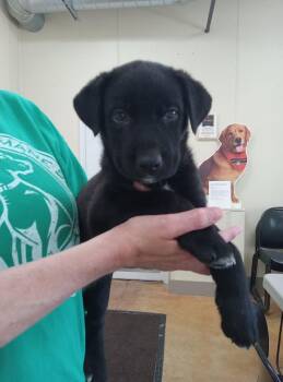 Zucchini -  Black Labrador Retriever and Husky Dog for Adoption in Austin, Minnesota - Zucchini | PetCurious