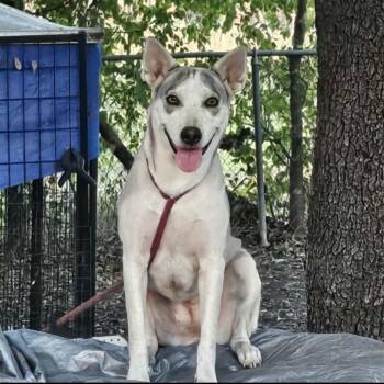 Layla -  Husky Dog for Adoption in Williston, Vermont - Layla | PetCurious