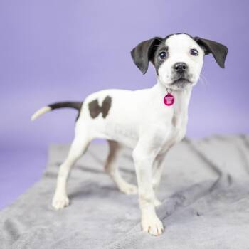 Eggbite -  Mixed Breed Dog for Adoption in Portland, Oregon - Eggbite | PetCurious