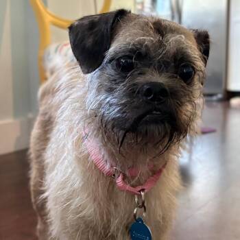 Cynthia -  Brussels Griffon Dog for Adoption in Gulfport, Mississippi - Cynthia | PetCurious