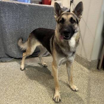 Sheriff* -  German Shepherd Dog Dog for Adoption in San Gabriel, California - Sheriff* | PetCurious
