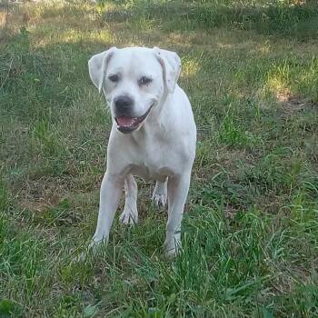Angel -  Labrador Retriever Dog for Adoption in Springfield, Missouri - Angel | PetCurious