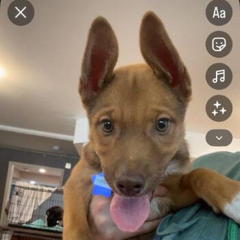 Cowboy -  Mixed Breed Dog for Adoption in San Francisco, California - Cowboy | PetCurious