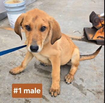 Black And Tan Coonhound Dogs Available for Adoption in Tulsa, Oklahoma - Orion | PetCurious