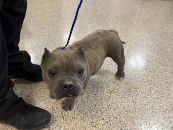CREEK -  American Bulldog and French Bulldog Dog for Adoption in Doral, Florida - CREEK | PetCurious