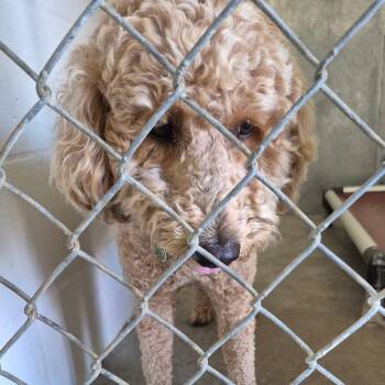 Archie -  Mixed Breed Dog for Adoption in Lake Panasoffkee, Florida - Archie | PetCurious