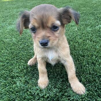 Luna -  Spaniel and Pomeranian Dog Available for Adoption in Cashmere, Washington - Luna | PetCurious