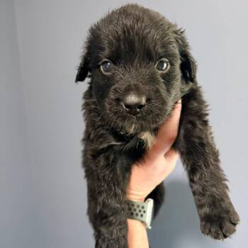 Roman Candle -  Retriever and Mixed Breed Dog for Adoption in Olathe, Kansas - Roman Candle | PetCurious