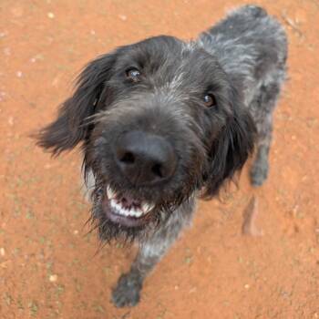 Brooks -  German Wirehaired Pointer and Mixed Breed Dog for Adoption in Kanab, Utah - Brooks | PetCurious