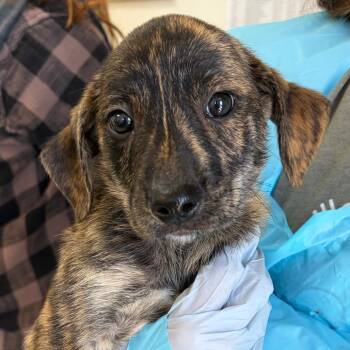 Draco -  Plott Hound and Mixed Breed Dog for Adoption in Nashville, Tennessee - Draco | PetCurious