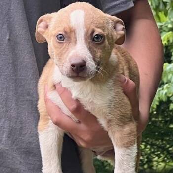 Terrier Dogs Available for Adoption in Memphis, Tennessee - GWEN-30629 | PetCurious