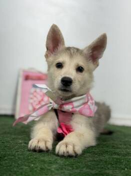 Robin Hood-One of our Amazing Rescue Dogs -  Husky and Jindo Dog for Adoption in Carlsbad, California - Robin Hood-One Of Our Amazing Rescue Dogs | PetCurious
