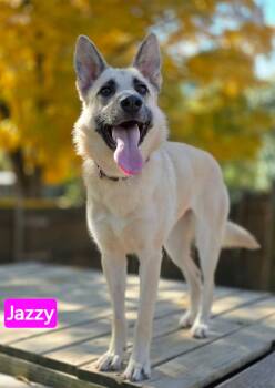 Jazzy -  German Shepherd Dog Dog for Adoption in Greeneville, Tennessee - Jazzy | PetCurious