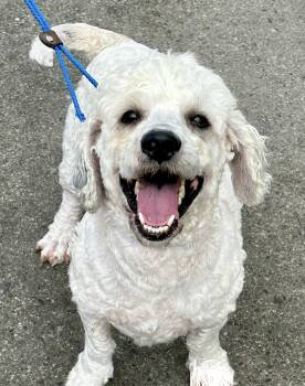 Rescue Poodle Dogs for Adoption in Elk Grove, California - Indi | PetCurious