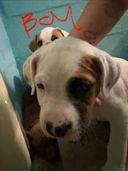 Tate -  Mixed Breed Dog for Adoption in Lafayette, Tennessee - Tate | PetCurious