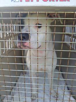 Rescue Pit Bull Terrier Dogs for Adoption in Saint Clairsville, Ohio - Lola | PetCurious