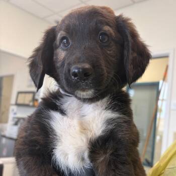 Ambrosia -  Spaniel and Mountain Cur Dog for Adoption in Nashville, Tennessee - Ambrosia | PetCurious