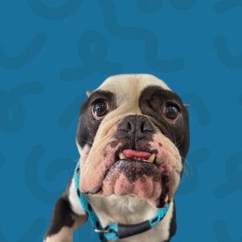 English Bulldog Dogs Available for Adoption in Reno, Nevada - Pasta | PetCurious