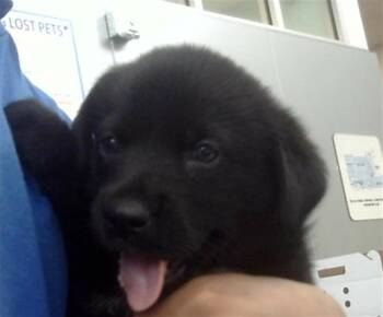 Rescue Mixed Breed Dogs for Adoption in Dallas, Texas - ZIGGY | PetCurious