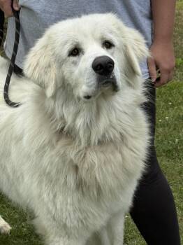 Walt Whitman -  Great Pyrenees Dog for Adoption in Meherrin, Virginia - Walt Whitman | PetCurious