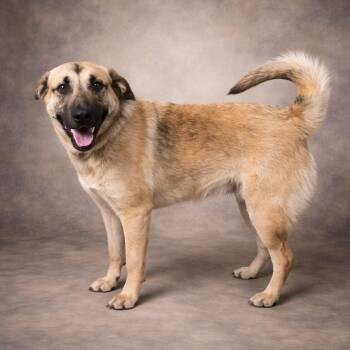 Anatolian Shepherd Dogs Available for Adoption in Heber Springs, Arkansas - Annabella | PetCurious