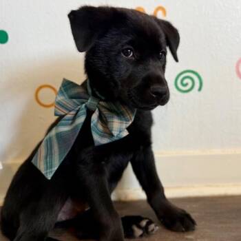 Black Labrador Retriever and Dutch Shepherd Dogs Available for Adoption - Birthday Care Bear | PetCurious