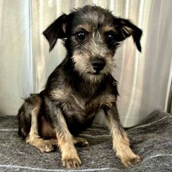 Rescue Wirehaired Terrier Dogs for Adoption in Sonoma, California - Bethany | PetCurious