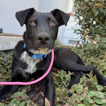Black Labrador Retriever Dogs Available for Adoption in Los Angeles, California - Mikey | PetCurious