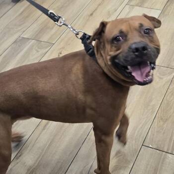Dutch -  Pit Bull Terrier Dog for Adoption in Newark, New Jersey - Dutch | PetCurious