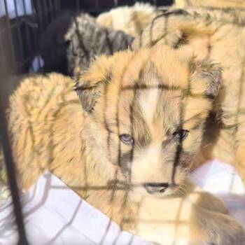 Mixed Breed Dogs Available for Adoption - Grumpy | PetCurious