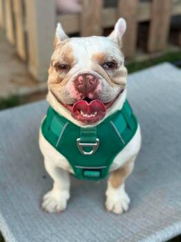 Cannon -  French Bulldog Dog for Adoption in Visalia, California - Cannon | PetCurious