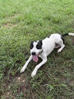 94762a Pepper -  Terrier and Mixed Breed Dog for Adoption in North Charleston, South Carolina - 94762a Pepper | PetCurious