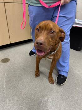 Dolly Pawton -  Pit Bull Terrier Dog for Adoption in Chattanooga, Tennessee - Dolly Pawton | PetCurious