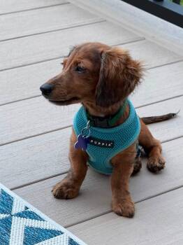 Maverick -  Dachshund Dog for Adoption in Sioux Falls, South Dakota - Maverick | PetCurious