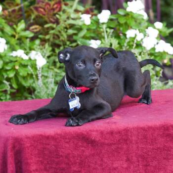 Bueller -  Labrador Retriever Dog for Adoption in Wake Forest, North Carolina - Bueller | PetCurious