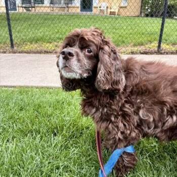 Casey -  Cocker Spaniel Dog for Adoption in Indianapolis, Indiana - Casey | PetCurious