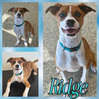 Rescue Jack Russell Terrier and Mountain Cur Dogs for Adoption in Hatfield, Pennsylvania - Ridge | PetCurious