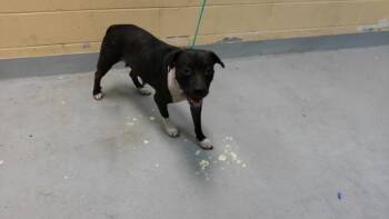 FREYA -  Pit Bull Terrier Dog for Adoption in Tulsa, Oklahoma - FREYA | PetCurious